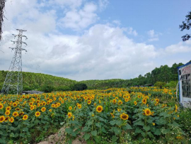 高值抗逆特色作物油葵种植实现江门撂荒地盐碱地农业高效利用-德华323.png