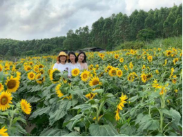 高值抗逆特色作物油葵种植实现江门撂荒地盐碱地农业高效利用-德华326.png