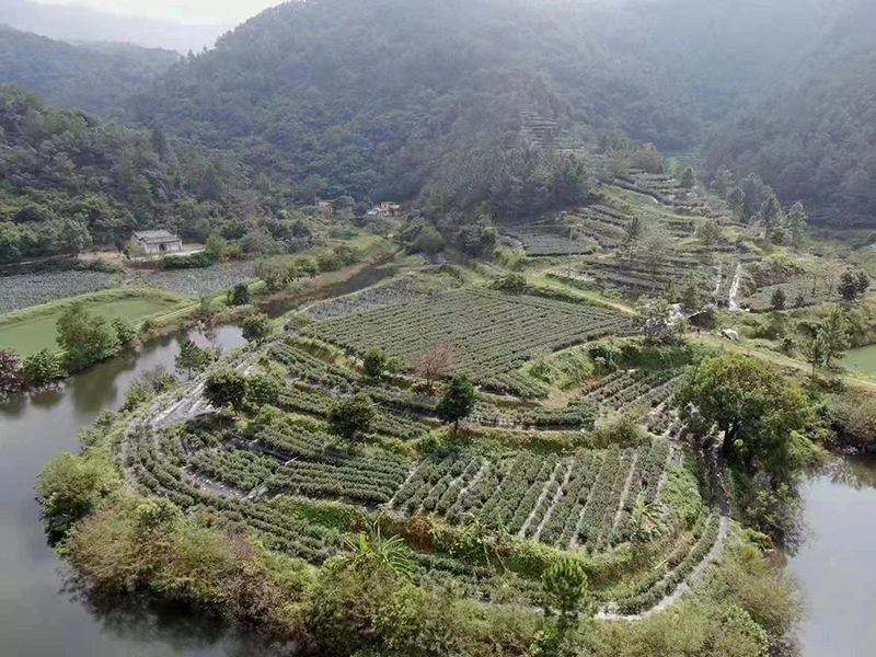 230703江门鹤山——点叶成“金”托起致富路项目入选全省自然资源领域生态产品价值实现典型案例 (2).jpg